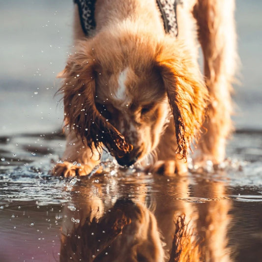 Shampoing Naturel chien et chat: Offrez à Votre Animal un Soin Respectueux, Sain et Éclatant