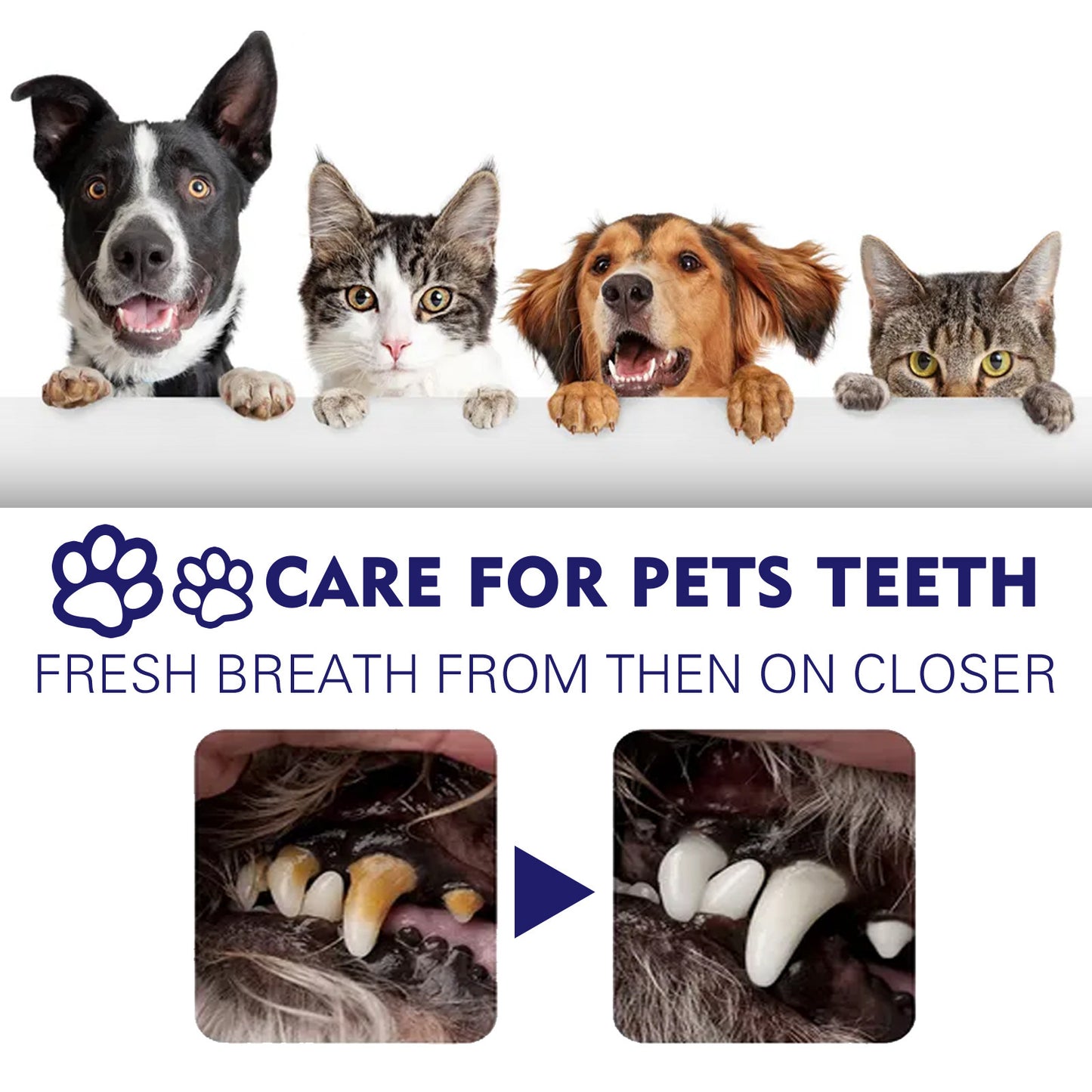 Dentifrice Soin Complet pour Chiens – 50 g