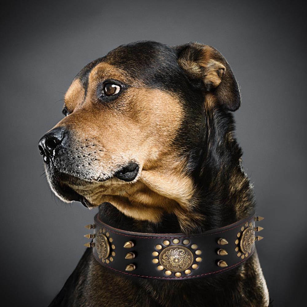 Collier robuste en cuir véritable – Design à pointes pour chien puissant