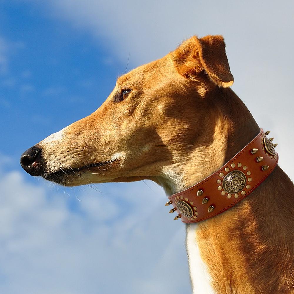 Collier robuste en cuir véritable – Design à pointes pour chien puissant