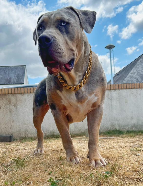 Collier 'Charisme Brut' - Acier Inoxydable de Prestige