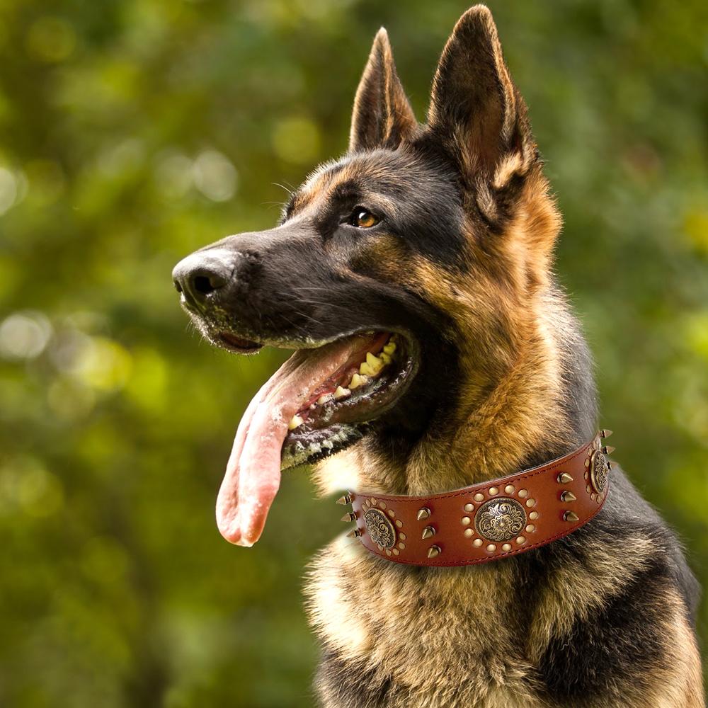 Collier robuste en cuir véritable – Design à pointes pour chien puissant