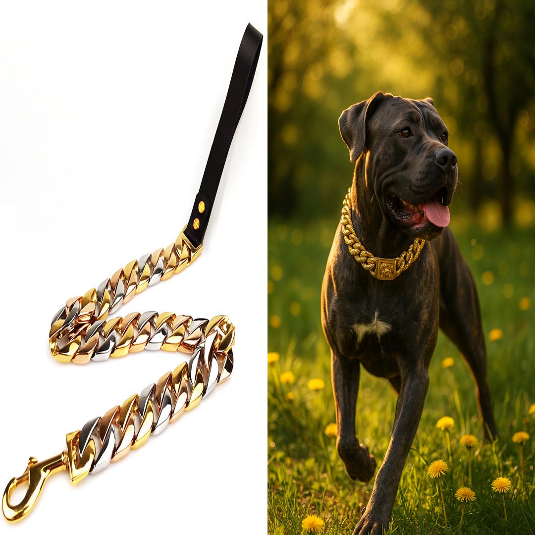 Pack Élégance – Collier chaîne doré + Laisse tricolore 60 cm – Bagh & Rox