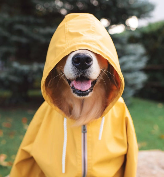 Protégez votre chien de la pluie : Comment un manteau de pluie haut de gamme peut améliorer ses promenades