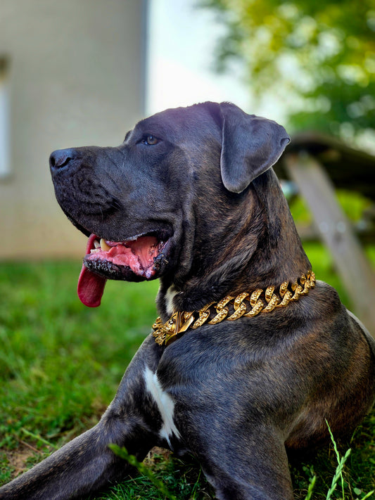 Collier 'Charisme Brut' - Acier Inoxydable de Prestige