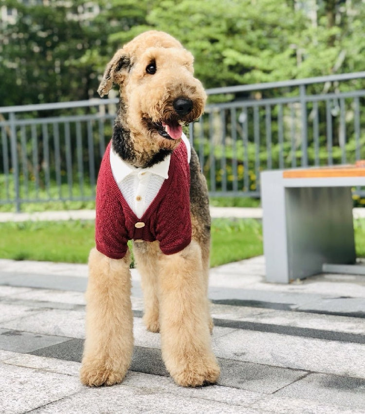 Cardigan vêtements pour chiens