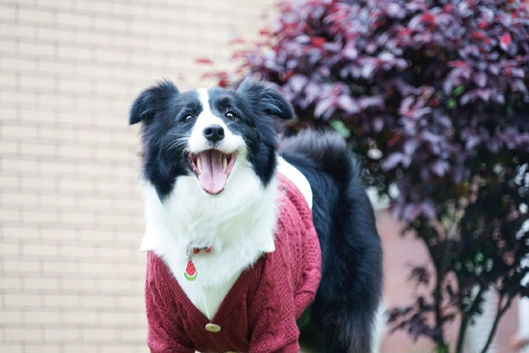 Cardigan vêtements pour chiens