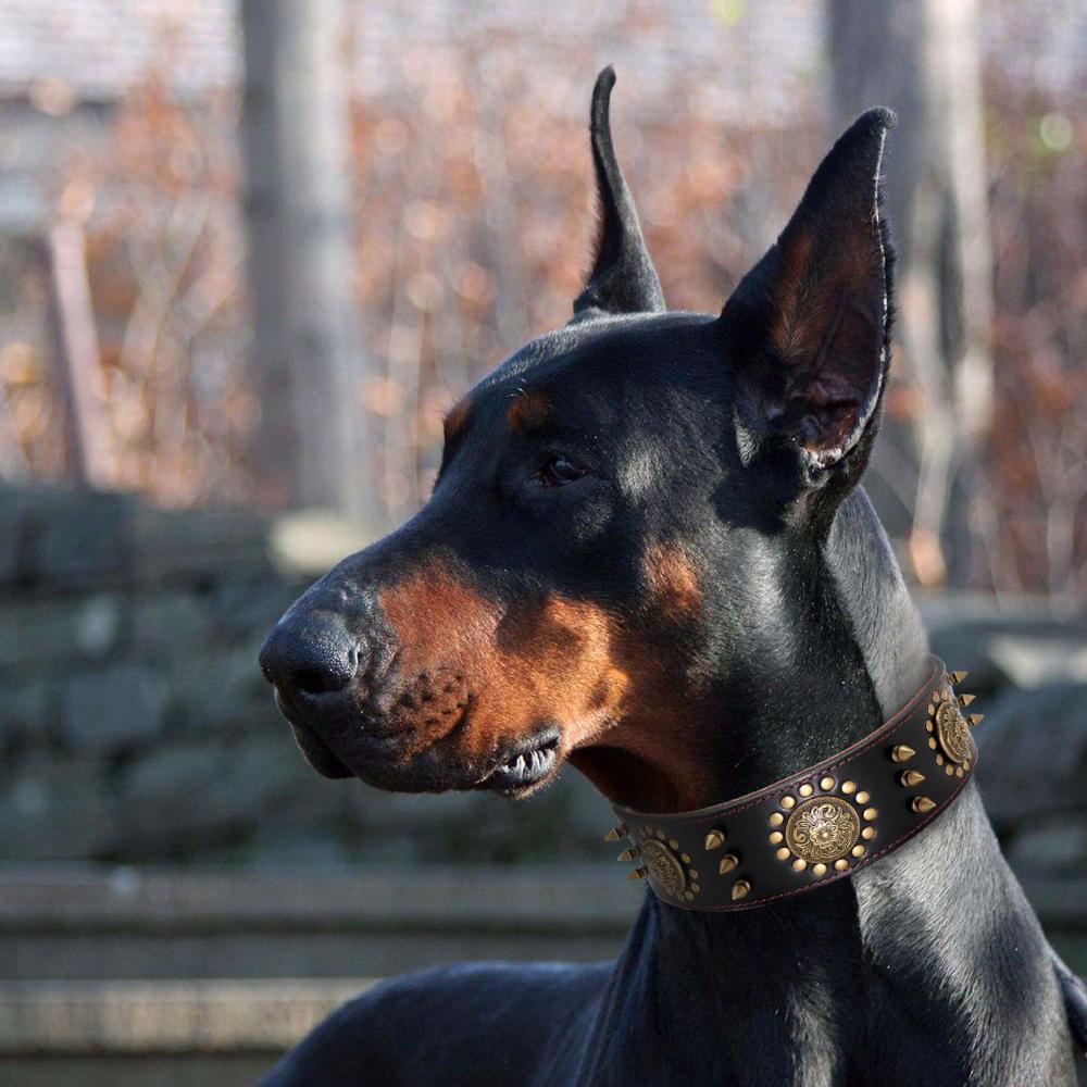 Collier robuste en cuir véritable – Design à pointes pour chien puissant