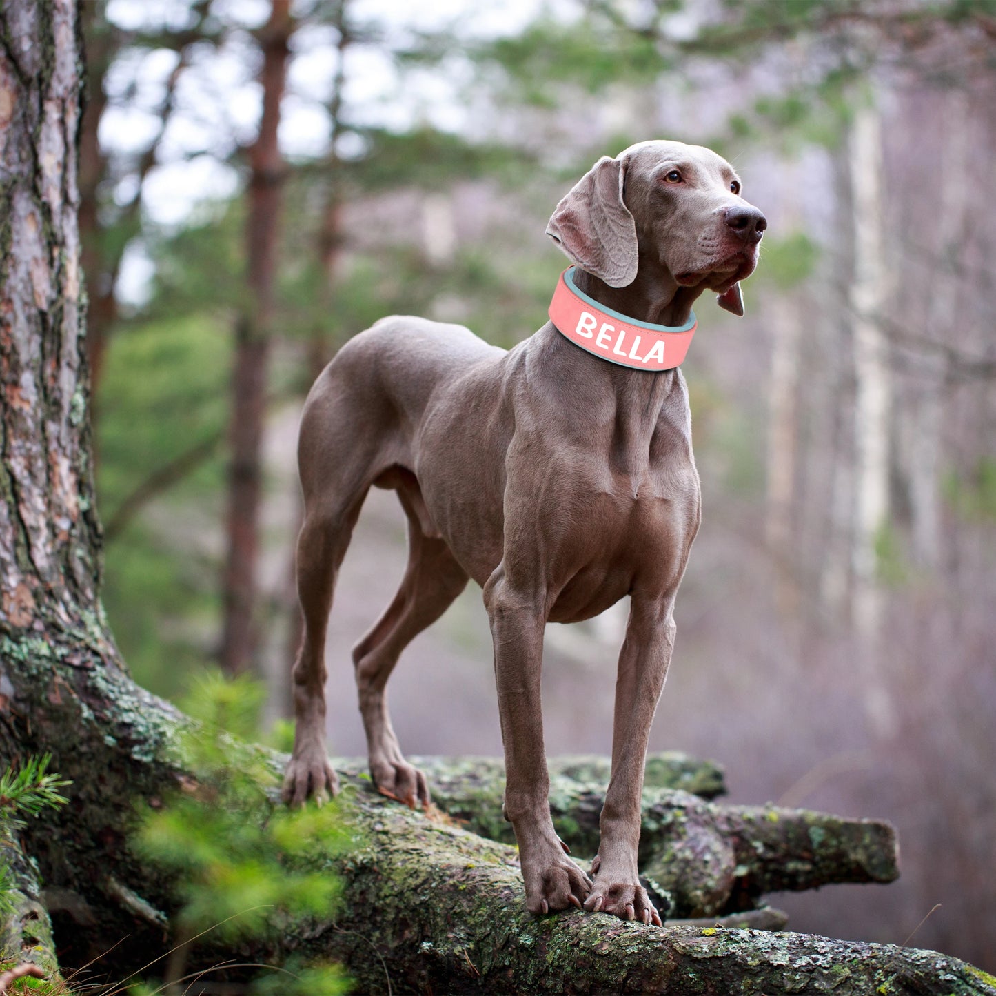 Collier chien large personnalisé en cuir PU, Collier de chien avec gravure personnalisée